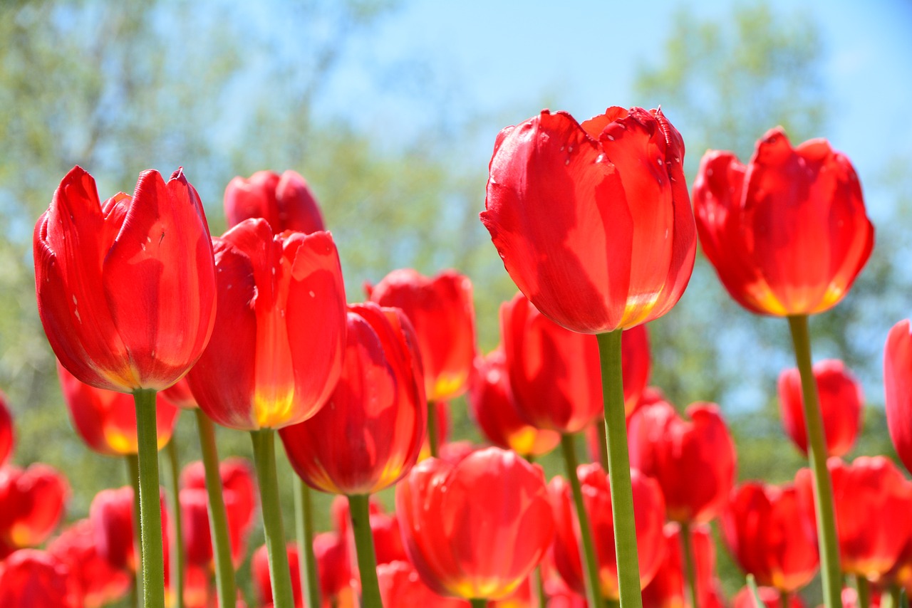 Image - tulip red iridescent spring