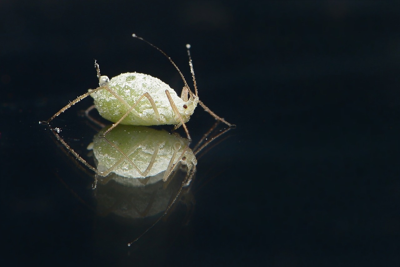 Image - plant louse louse grüne plant lice