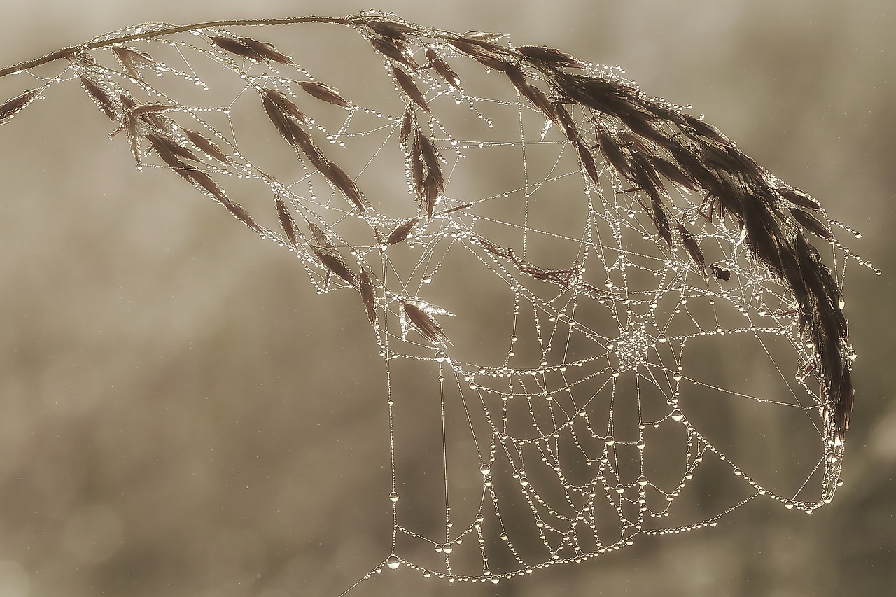 Image - morgentau in cobweb dewdrop cobweb