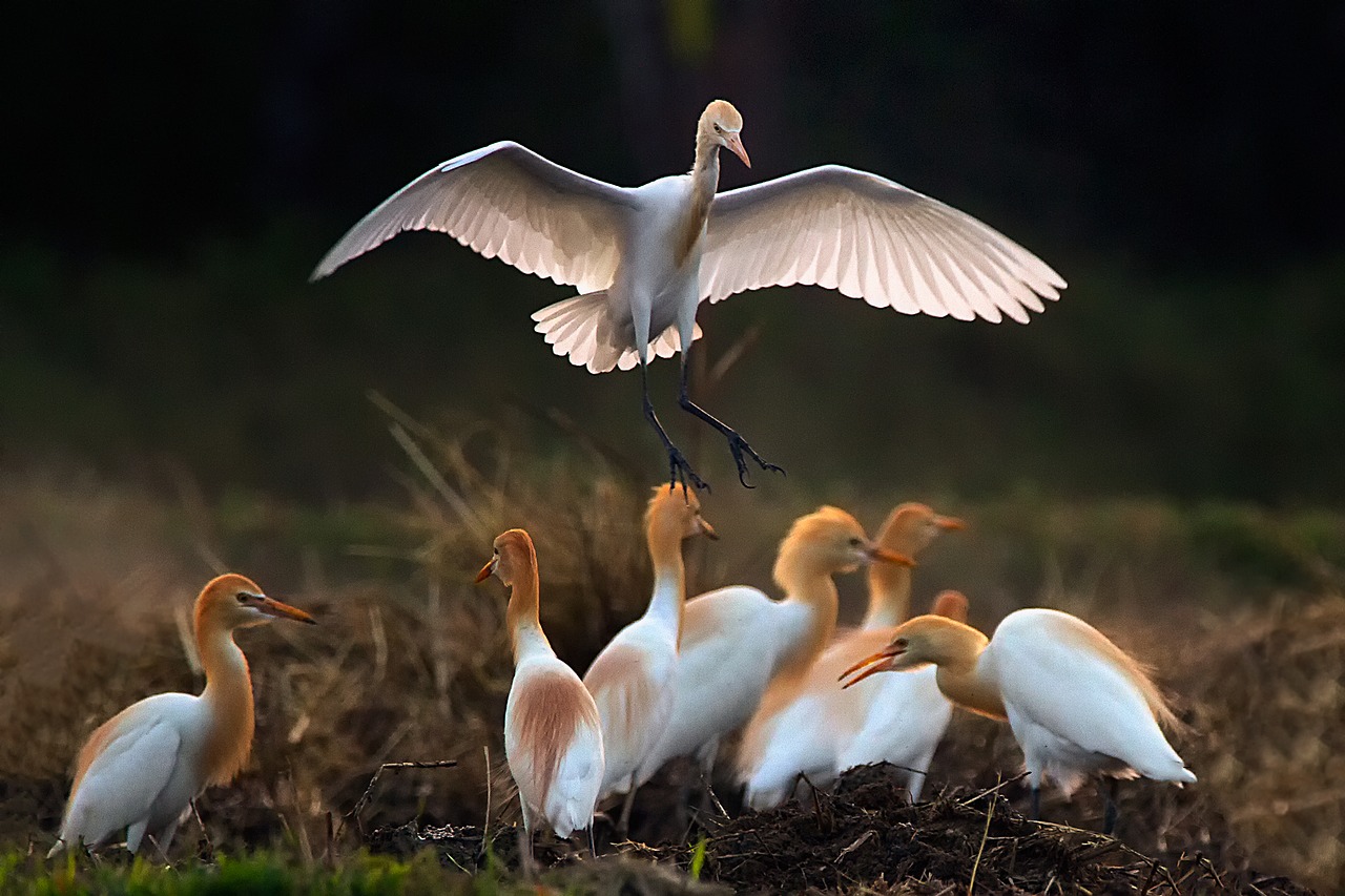 Image - birds asian openbill vole bittern