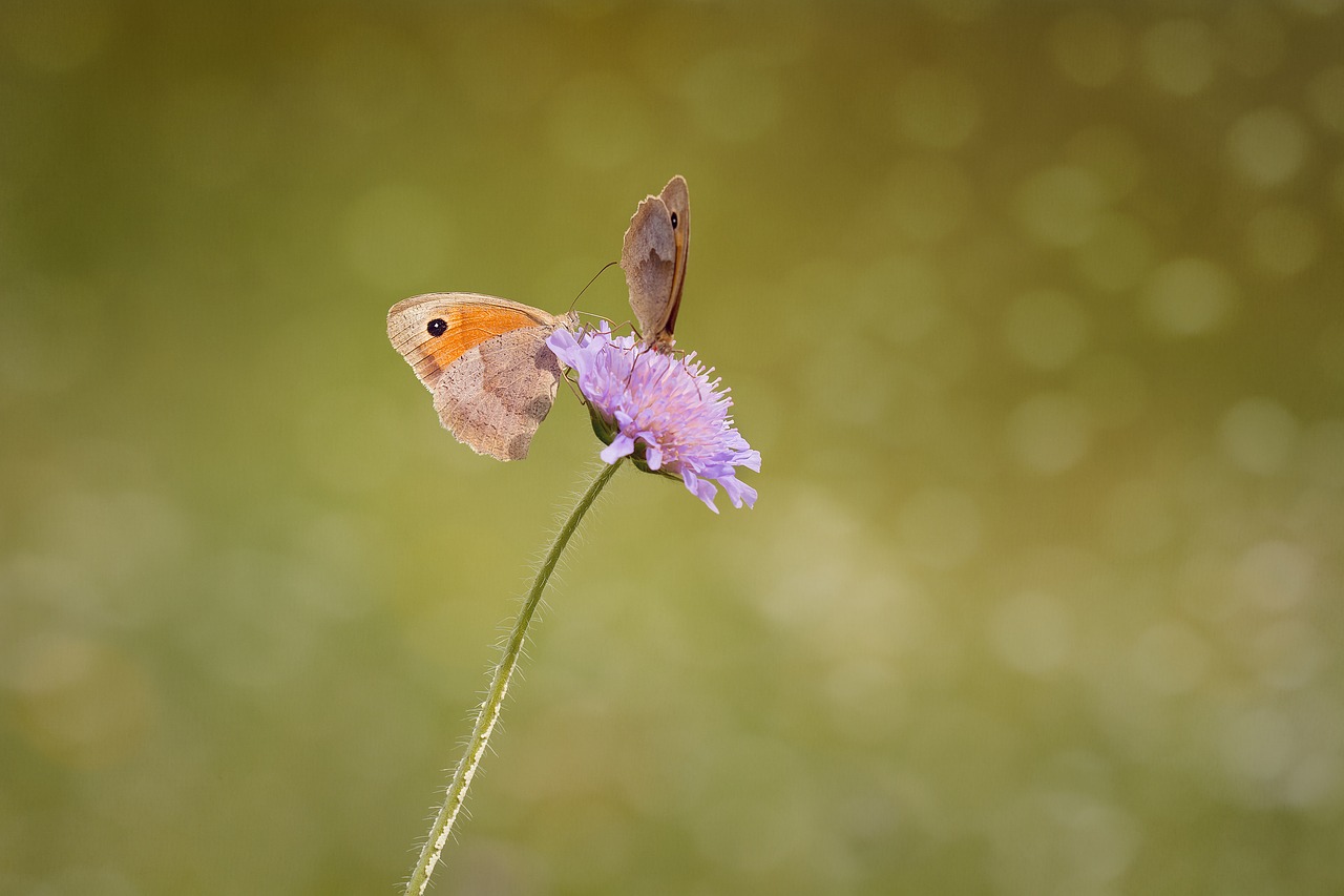 Image - butterflies two meadow brown