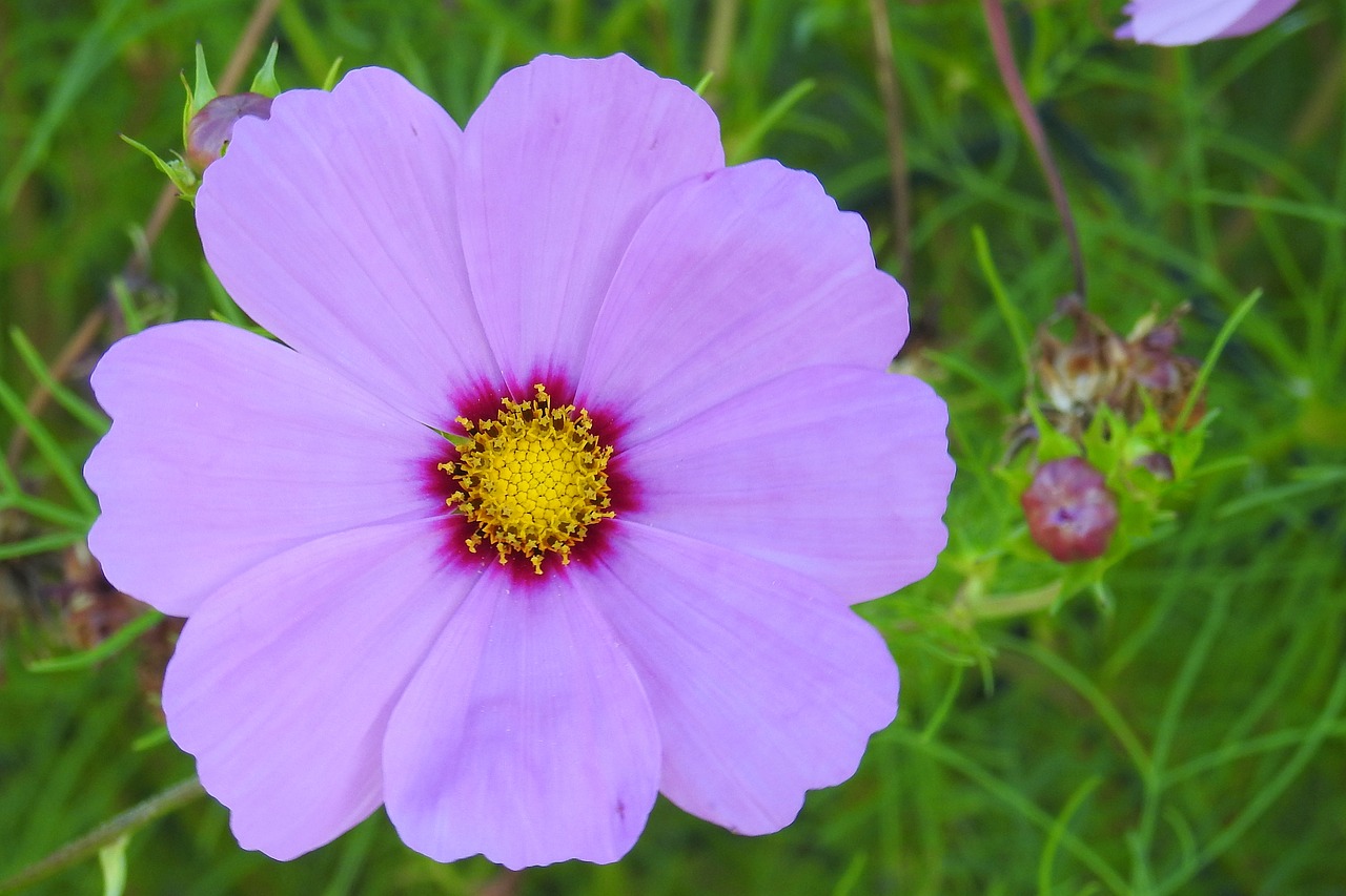 Image - cosmea blossom bloom violet flower