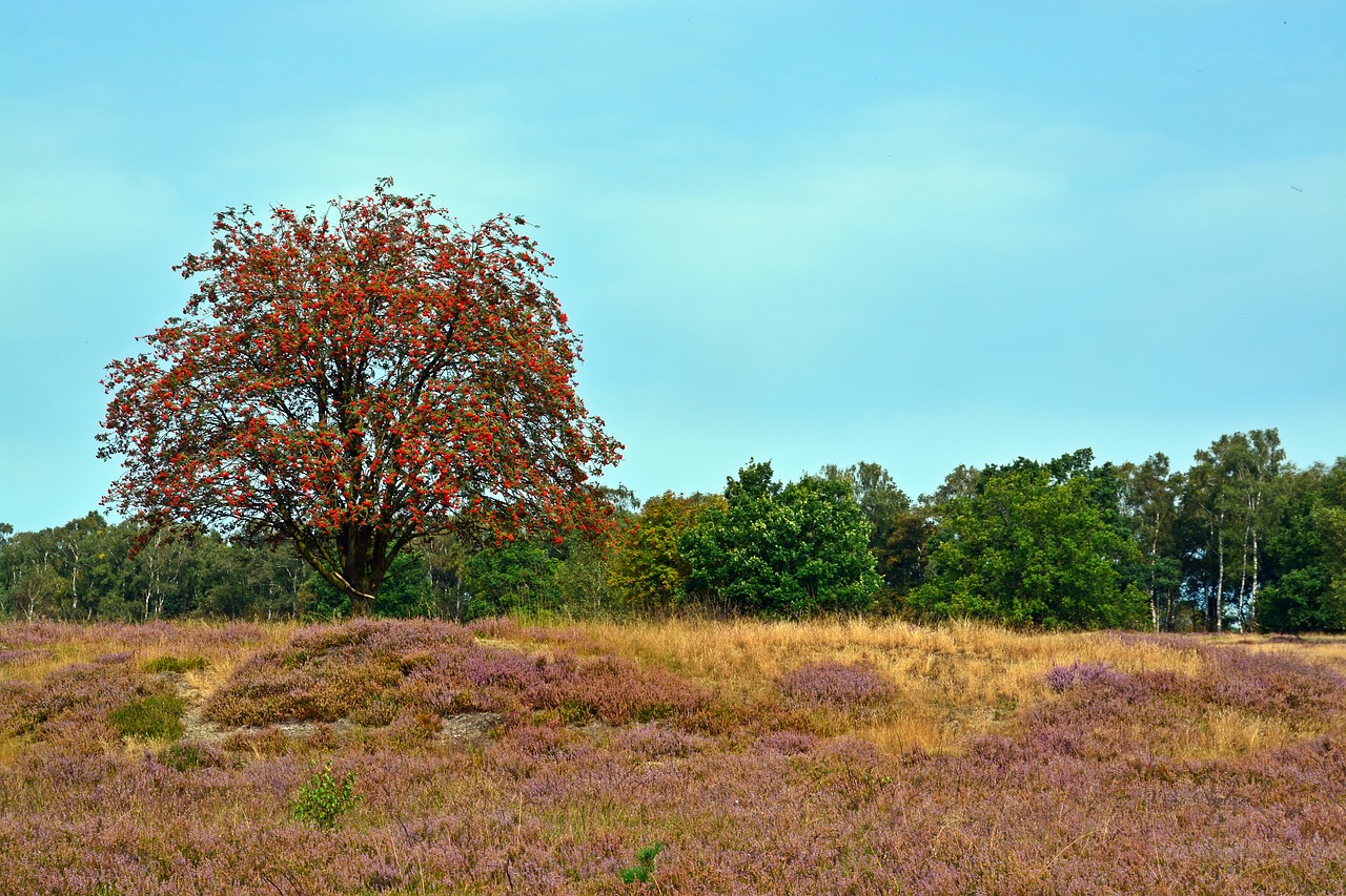 Image - heide nature heather lüneburg heath