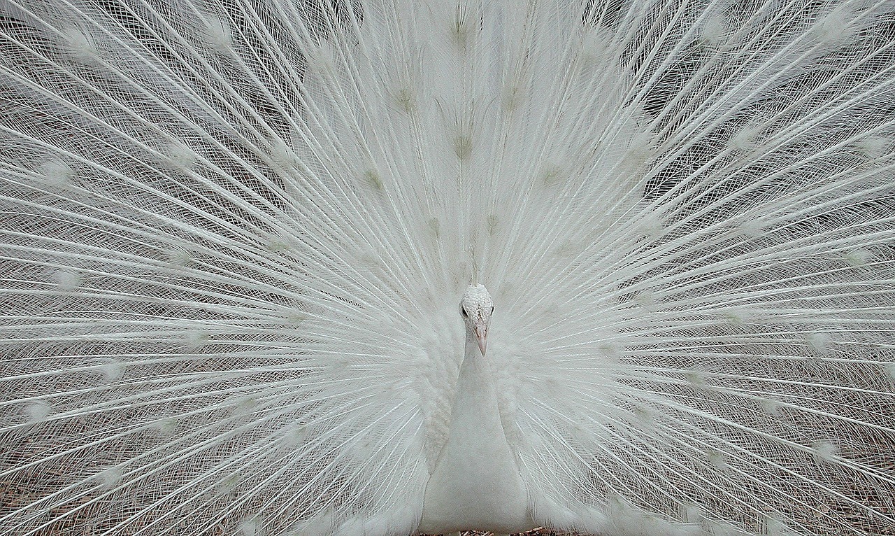 Image - white peacock peafowl bird avian