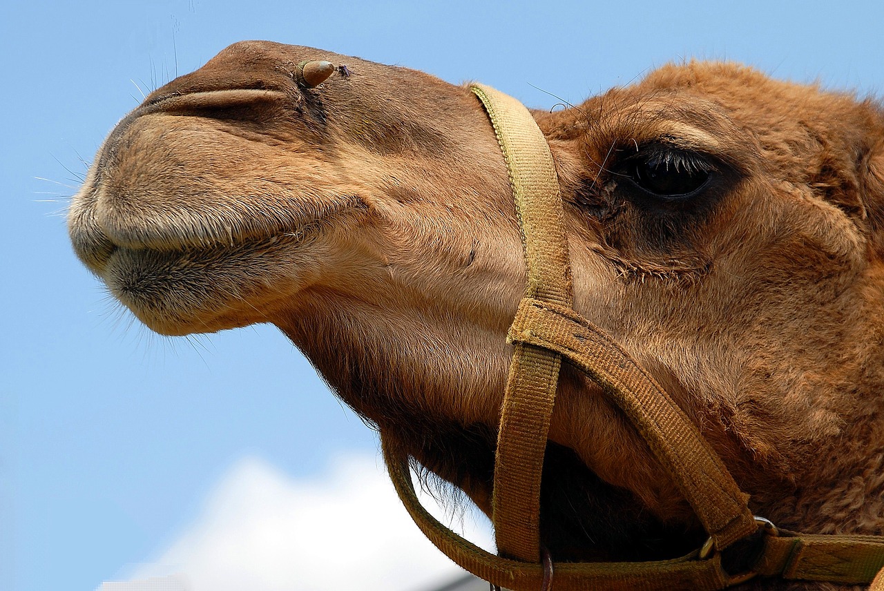 Image - camel face close up head animal