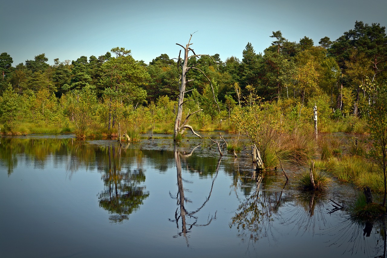 Image - moor mirroring water pietz moor