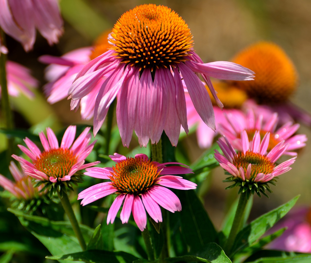 Image - cone flowers purple floral garden