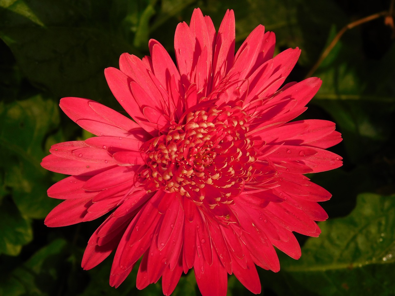 Image - flower red green nature petals