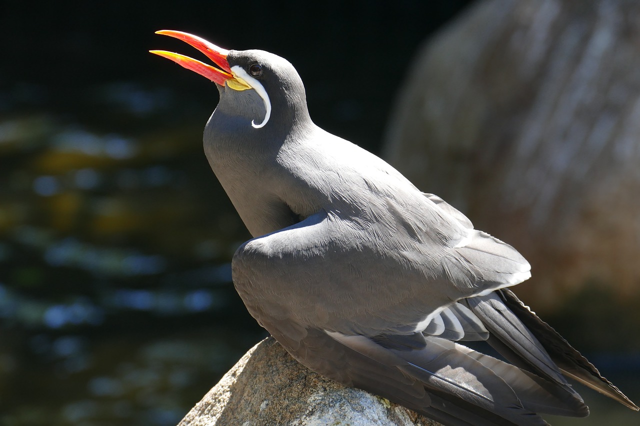 Image - bird exotic zoo nature creature