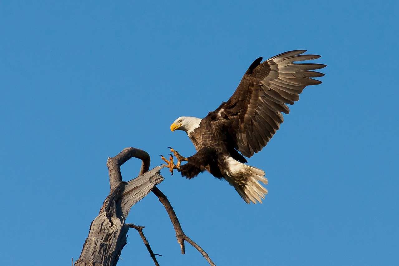 Image - bald eagle landing soaring bird