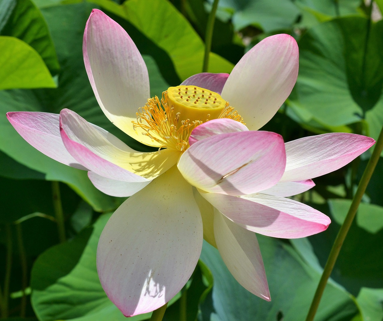 Image - indian lotus flower nelumbo nucifera