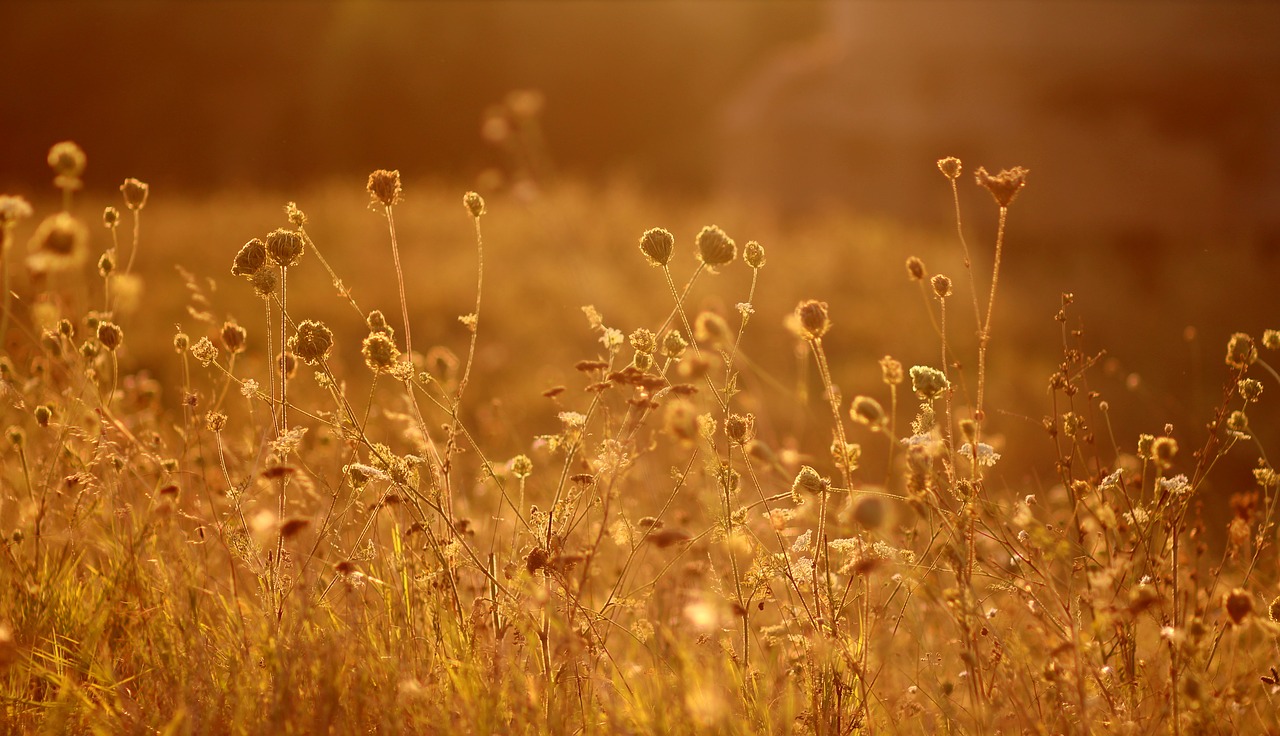 Image - flowers sunset nature red