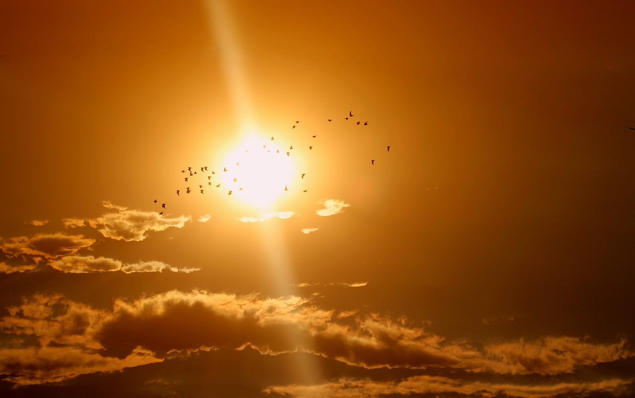 Image - sunset birds cloud sun sky red