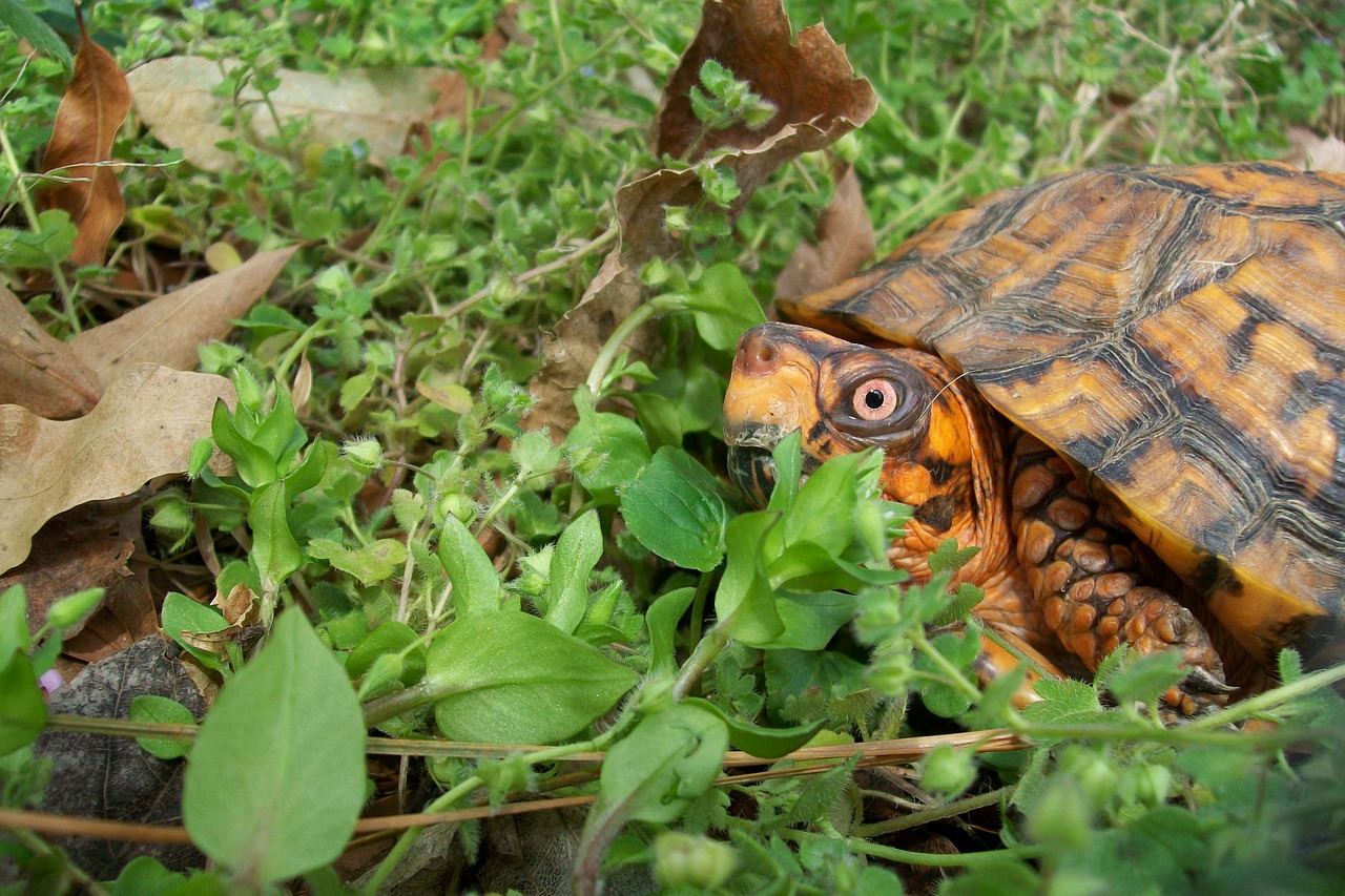 Image - box turtle spring outdoors orange