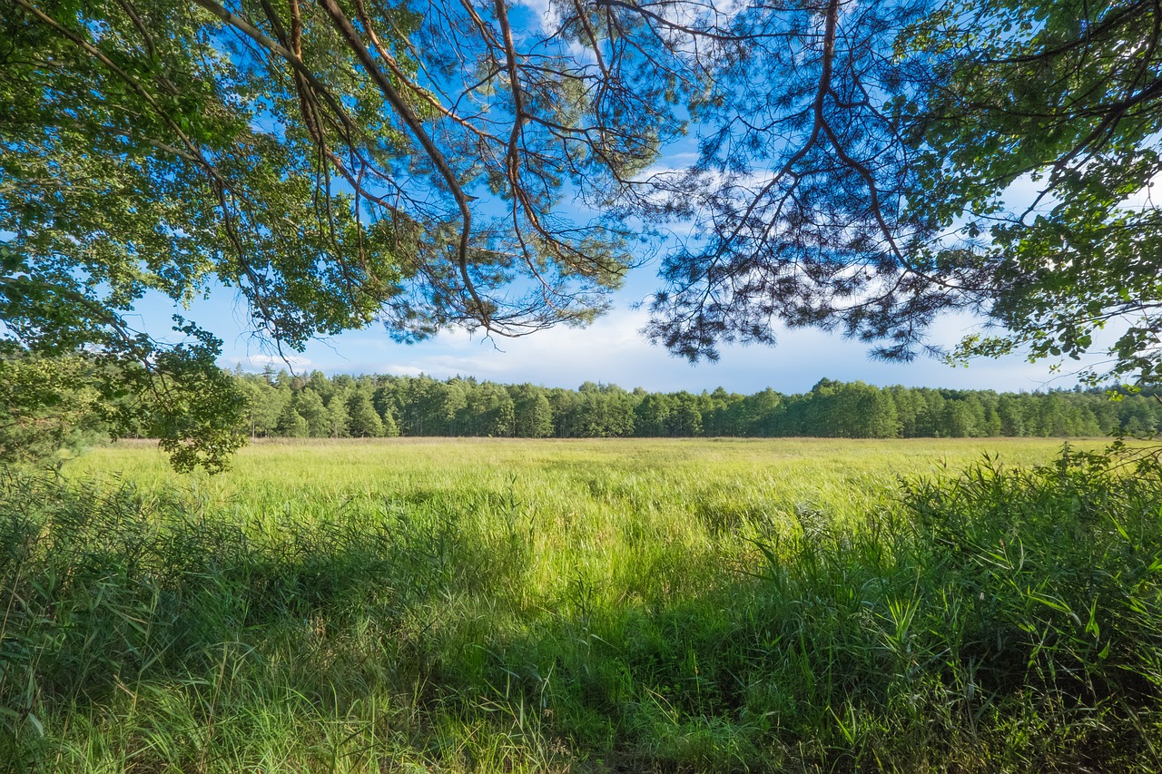 Image - forest green landscape vegetation