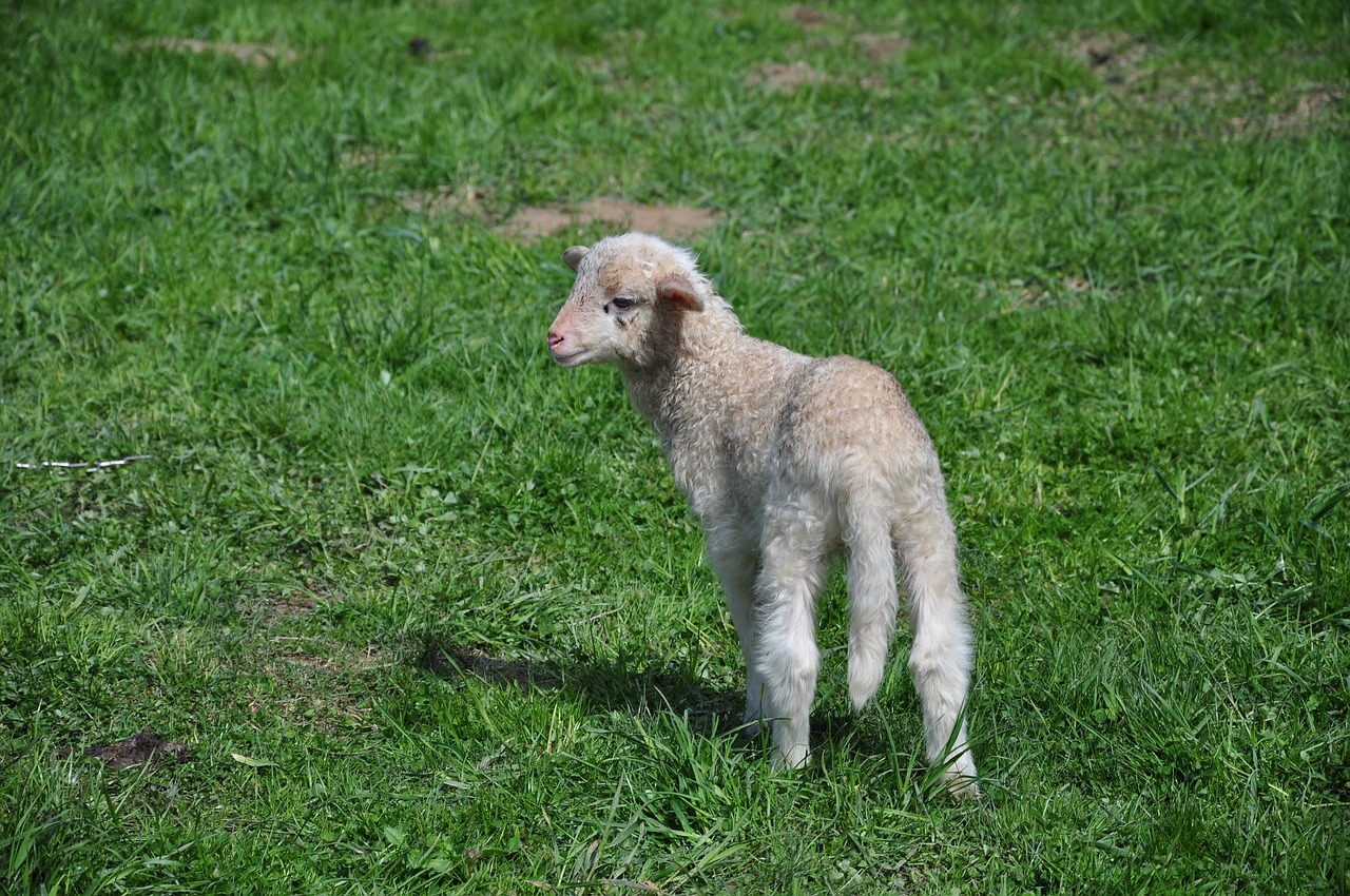 Image - sheep small sheep animal nature