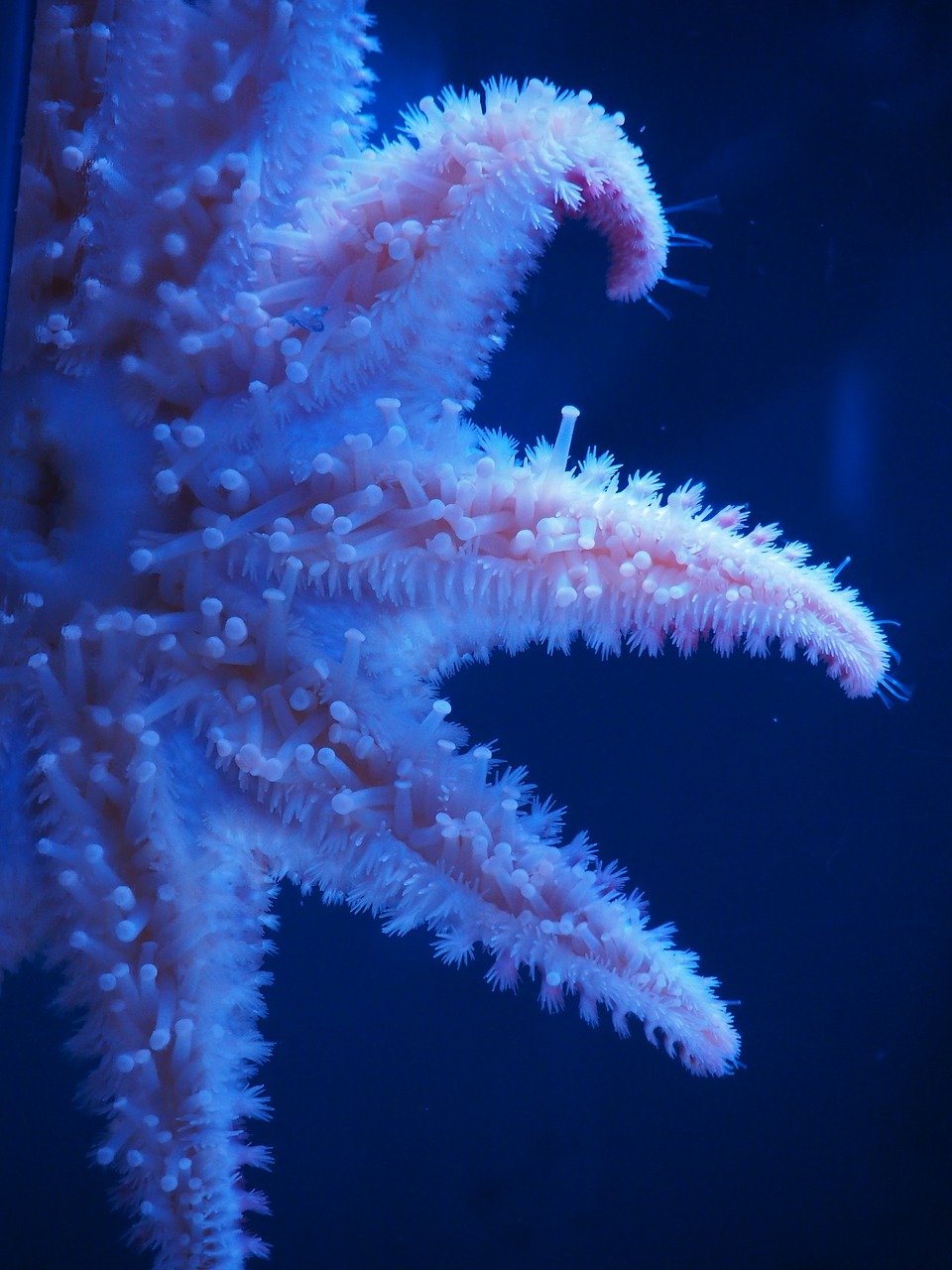 Image - starfish sea nature marine star