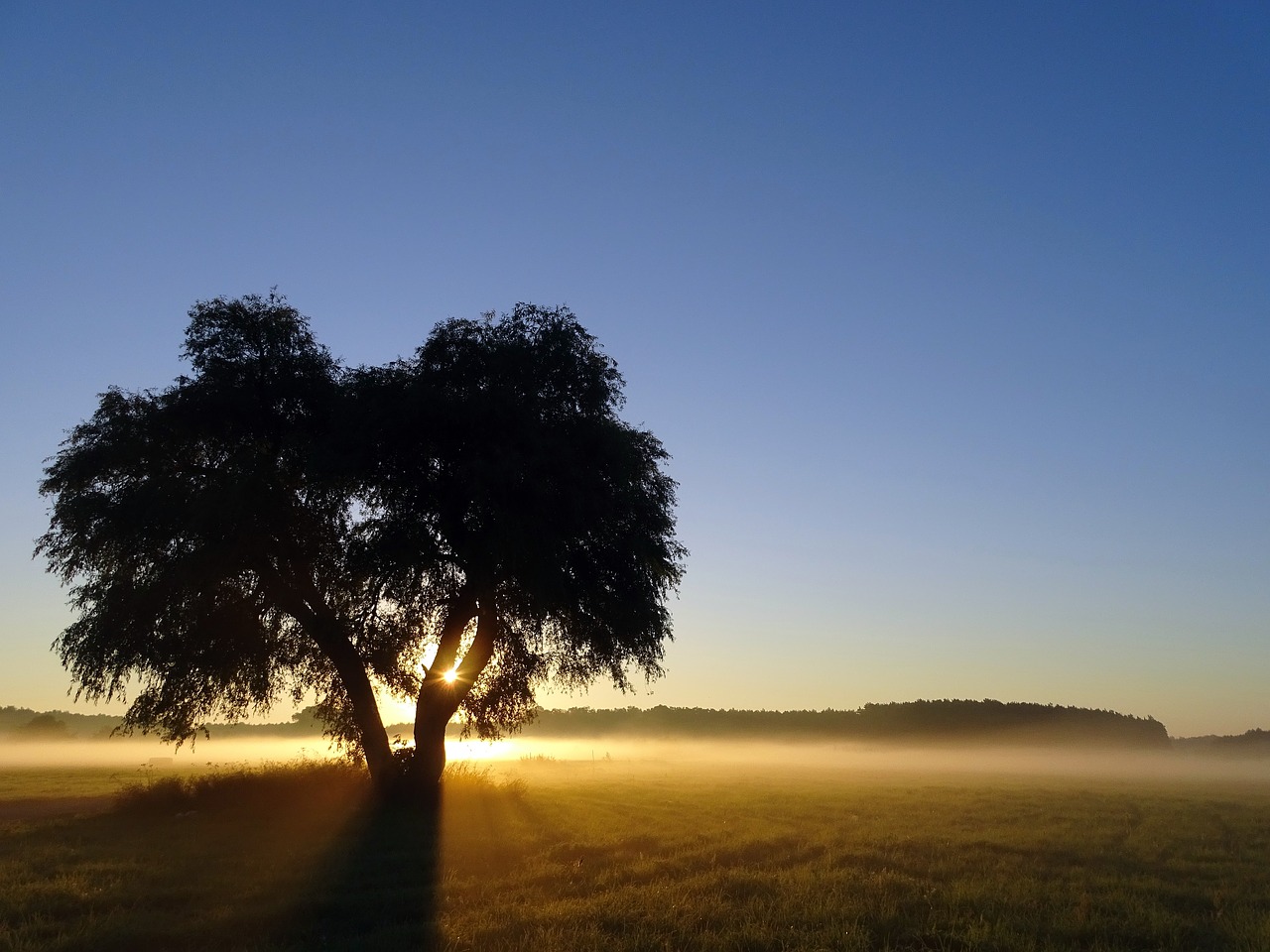 Image - sunrise ground fog tree landscape