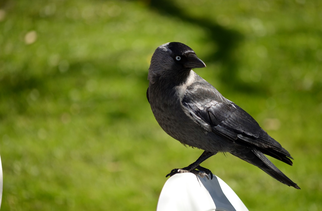 Image - jackdaw member of the crow family