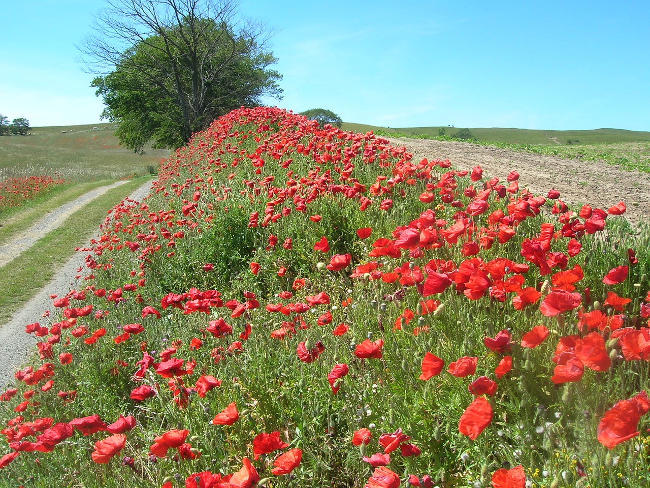 Image - poppy go roads papaver dirt road