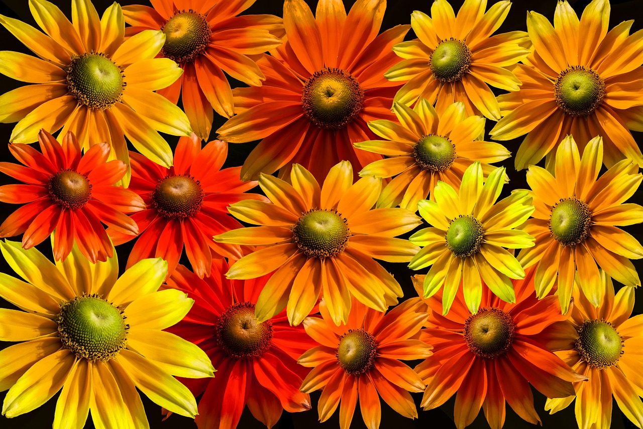 Image - blütenmeer bloom sun hat gerbera