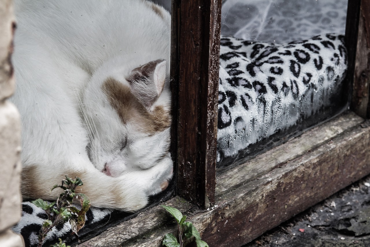 Image - cat window window sill