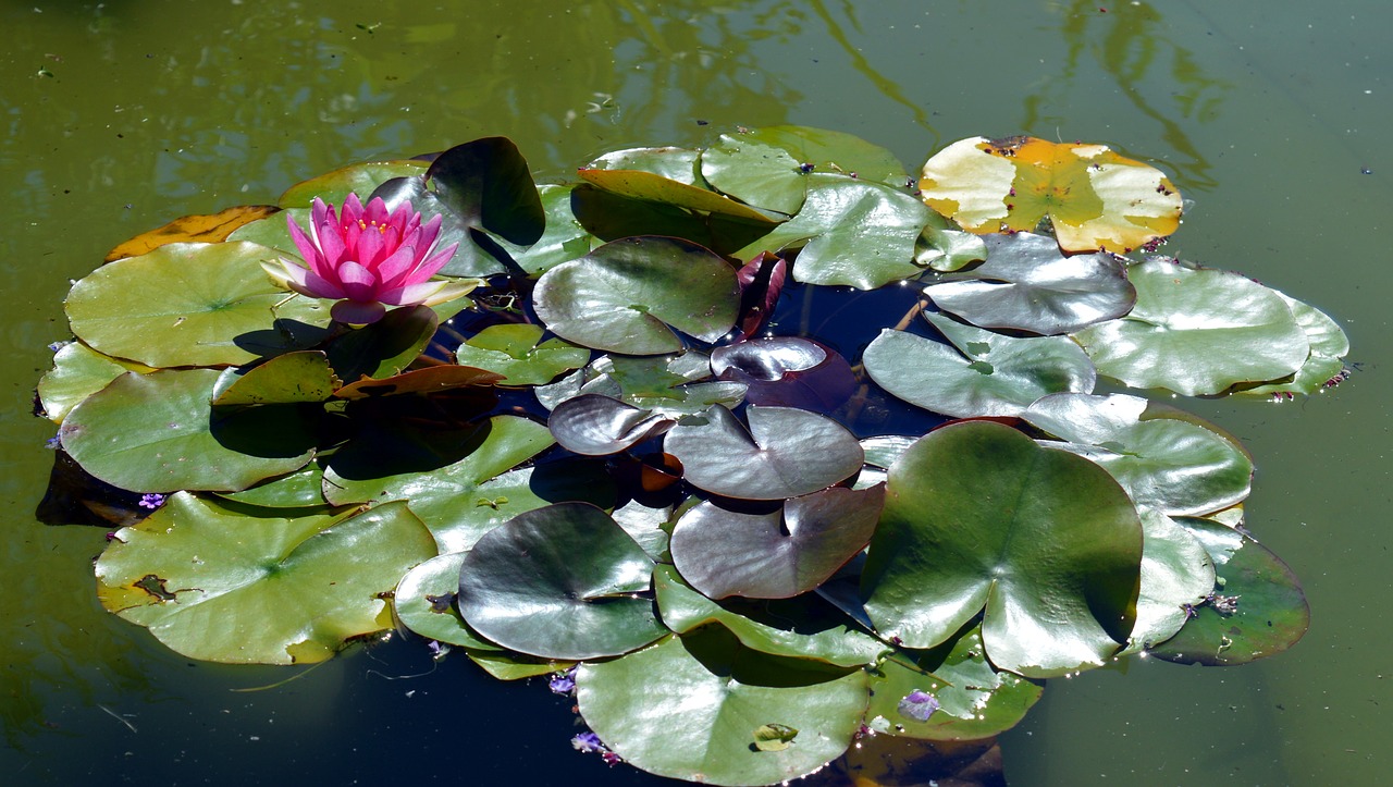 Image - water lily pink blossom bloom pond