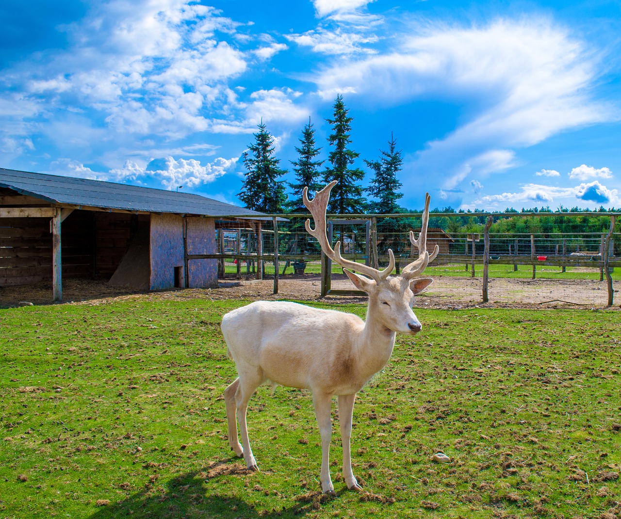 Image - deer poland zoo summer tourism