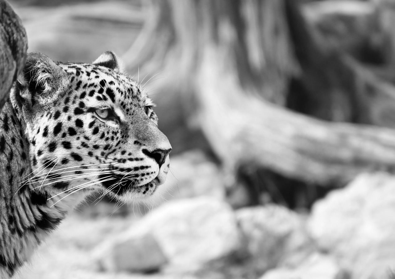 Image - leopard persian leopard