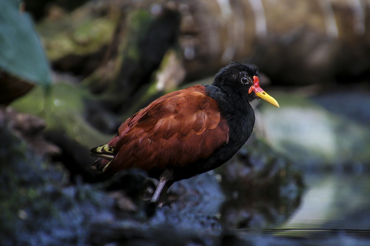 Image - rotstirn jassana bird waders