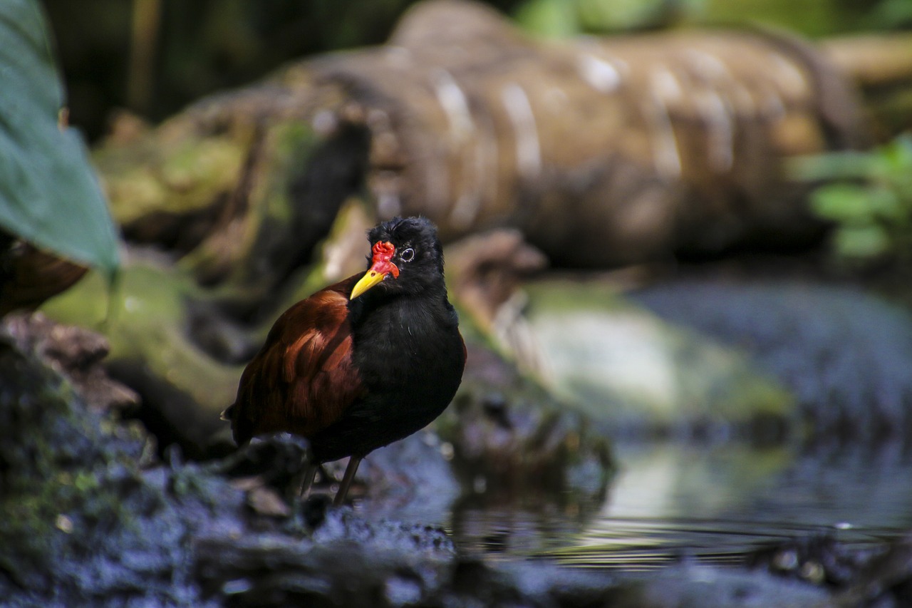 Image - rotstirn jassana bird waders