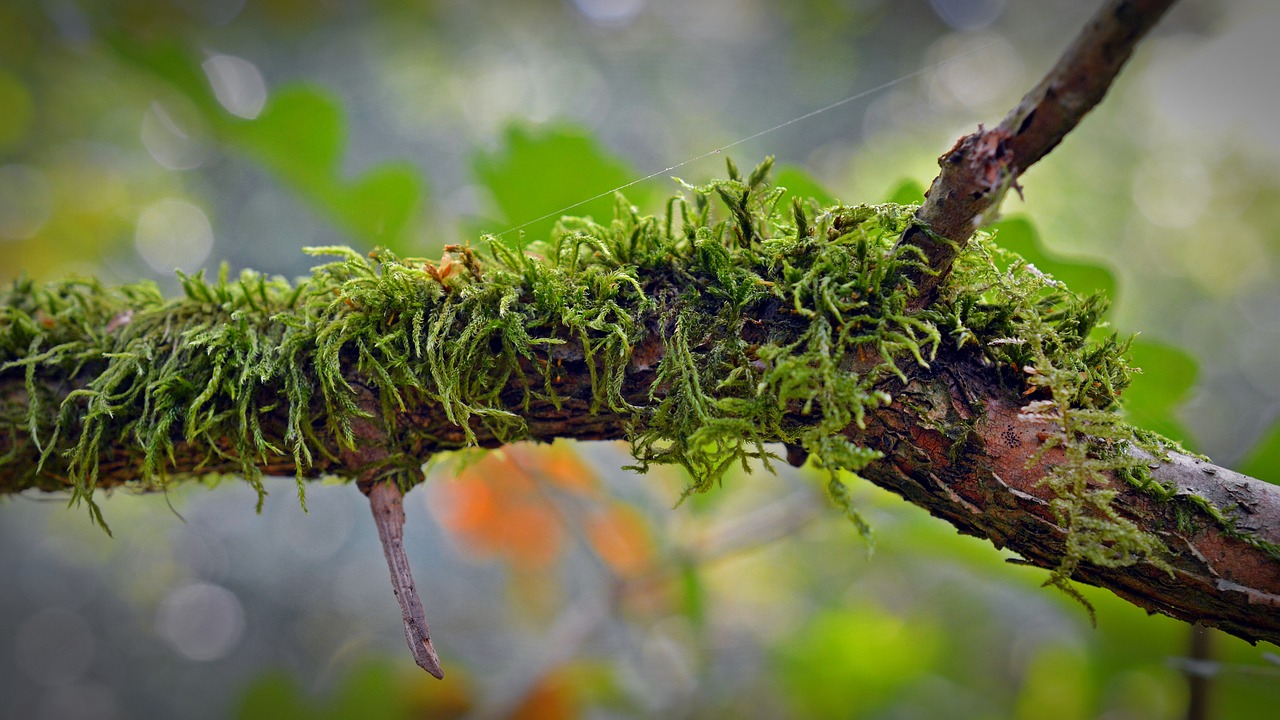 Image - moss branch nature forest green