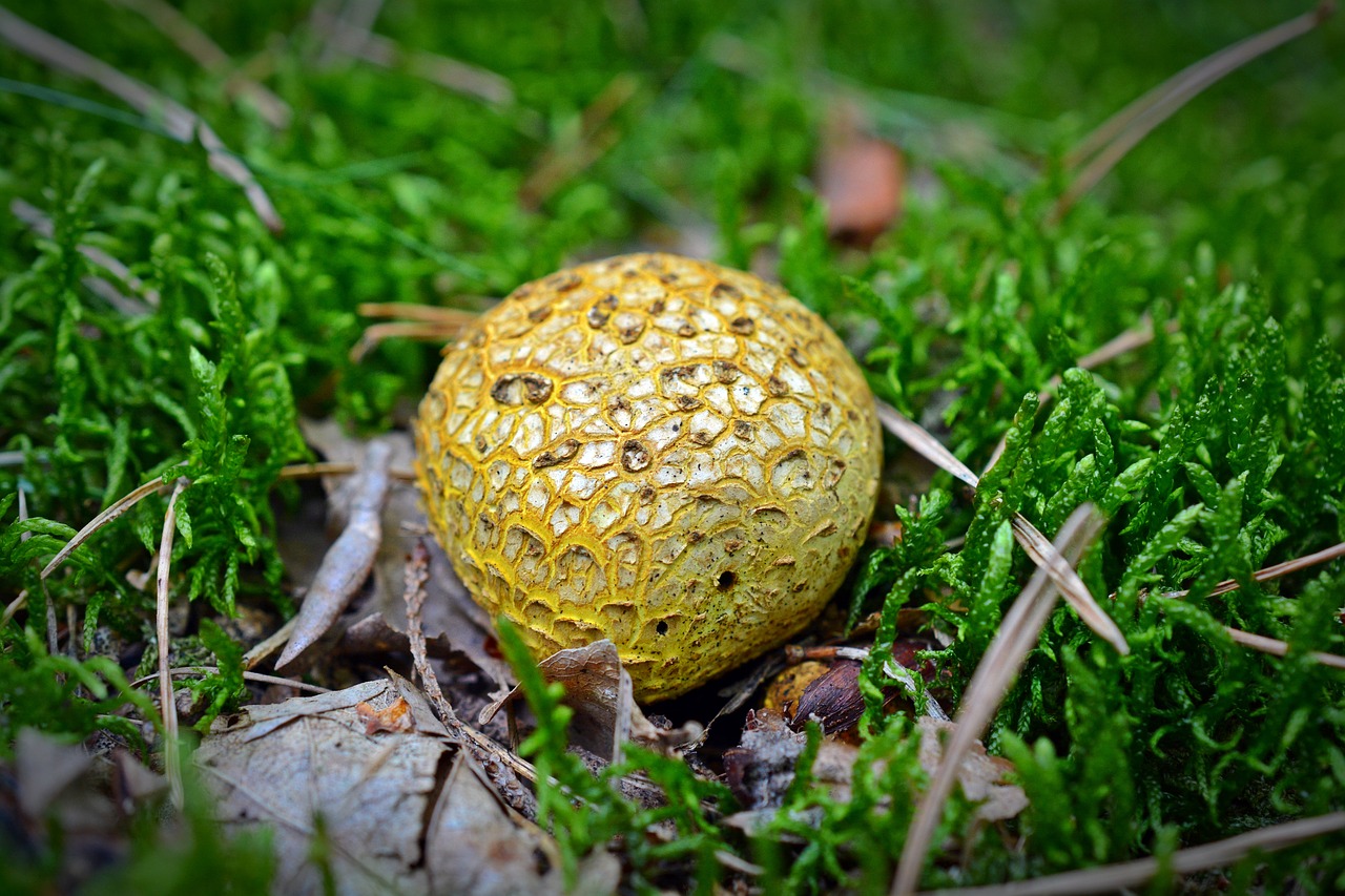 Image - mushroom buffer mushroom