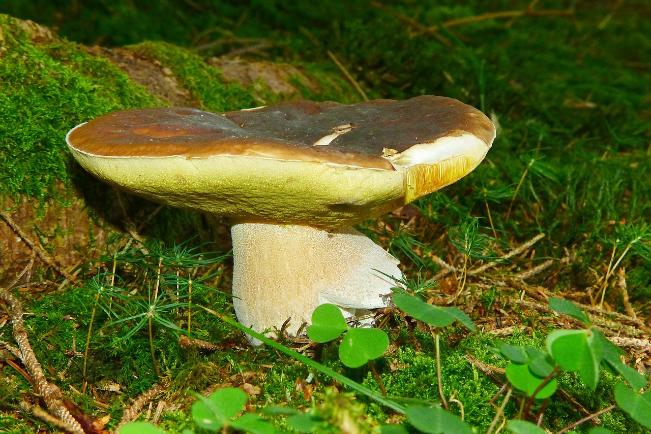 Image - cep mushroom summer steinpilz