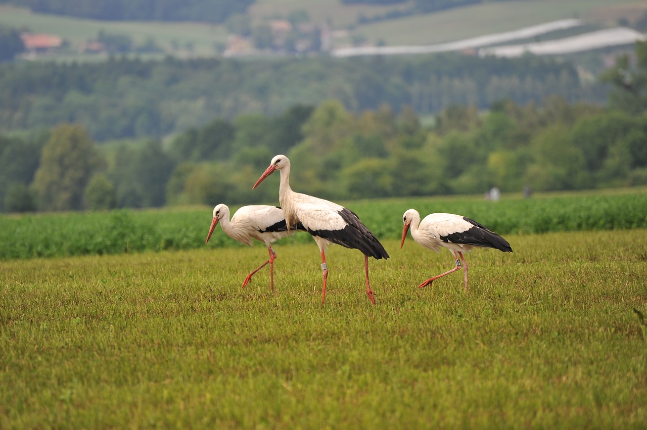 Image - storks bird stork birds animals