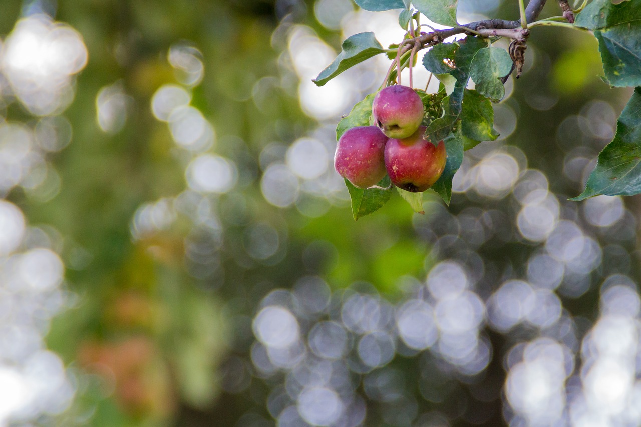 Image - apples apple branch with apples