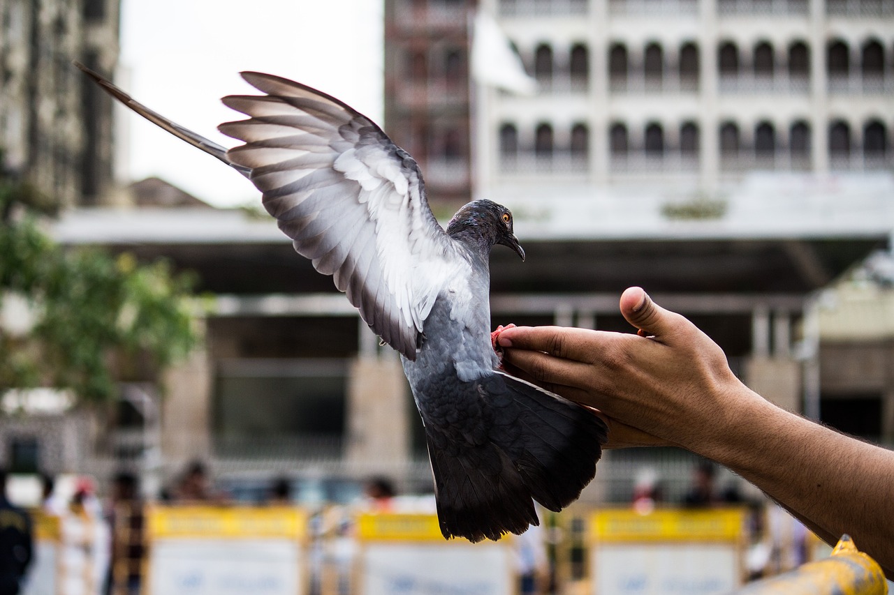 Image - pigeon bird flying pet