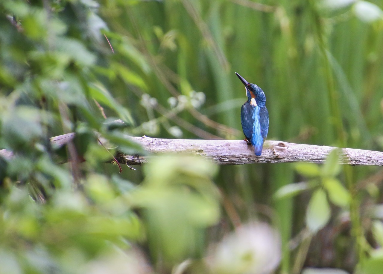 Image - kingfisher bird clean river nature