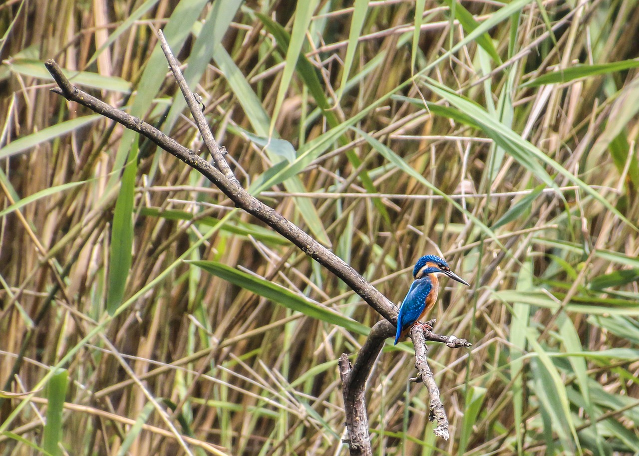 Image - kingfisher bird clean river nature