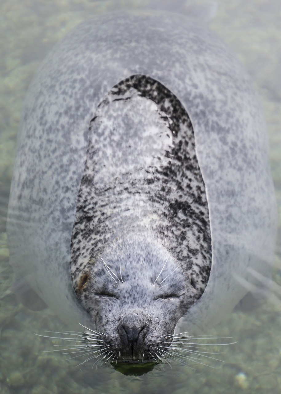 Image - seal robbe head water enjoy swim