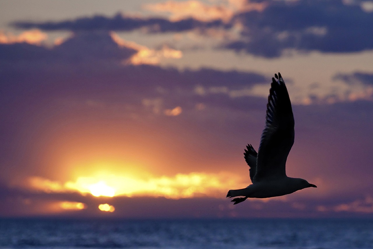 Image - seagull silhouette sunset clouds