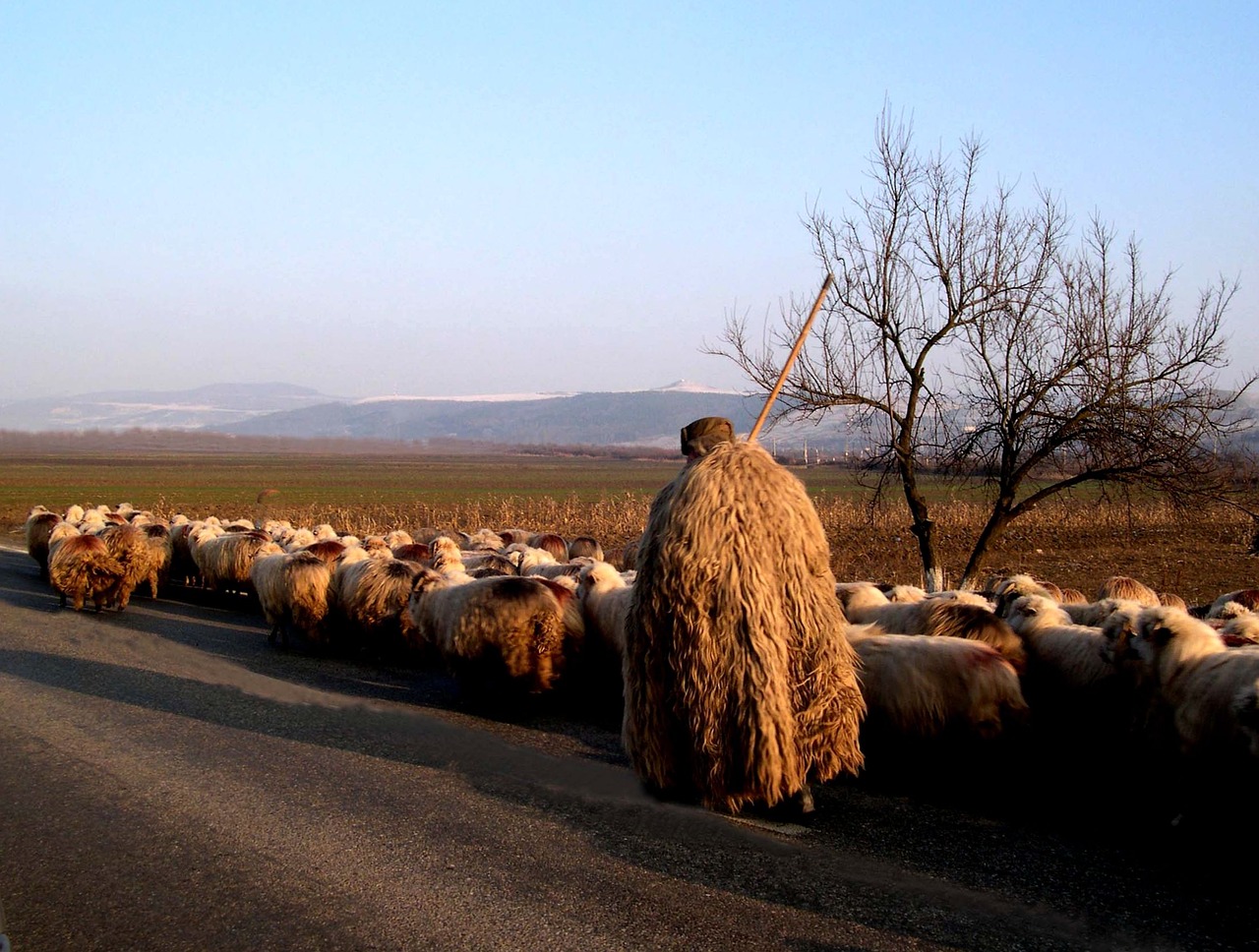 Image - nature spring animal sheep wool