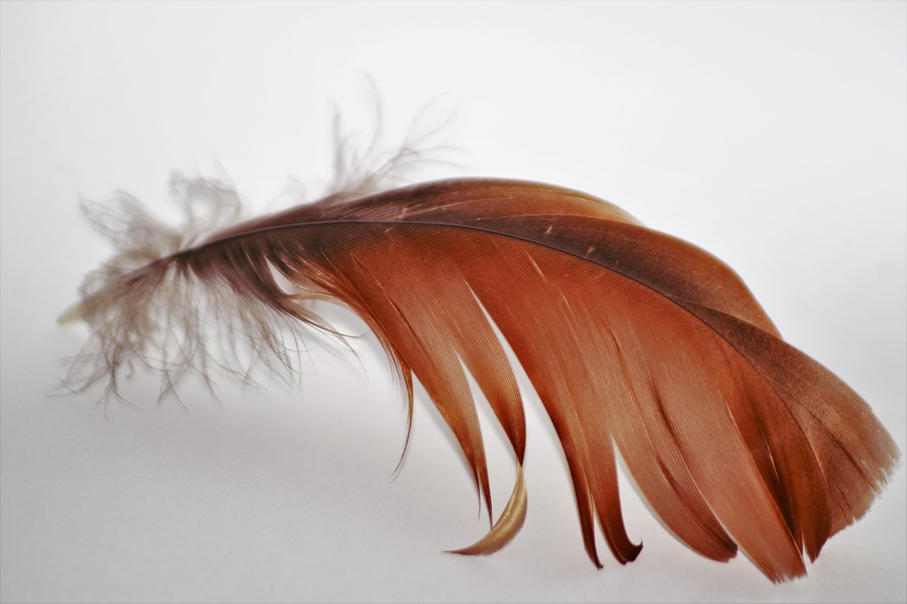 Image - feather fly goose wings flight