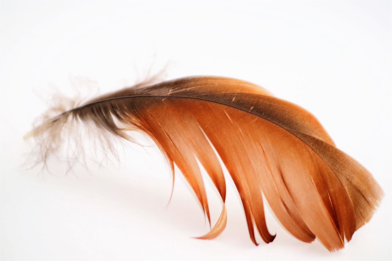 Image - feather fly goose wings flight