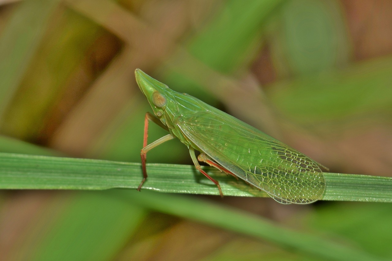 Image - leafhopper planthopper insect