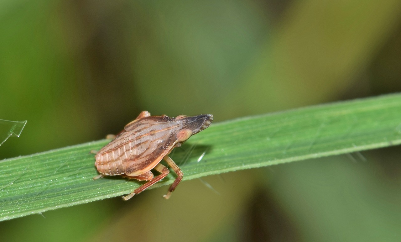 Image - leafhopper planthopper nymph insect