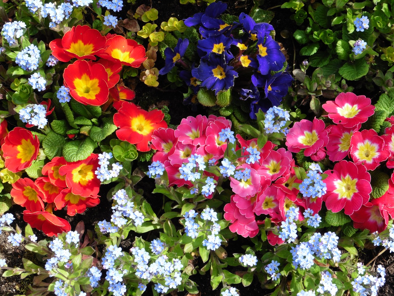 Image - primula vergeetmijnietjes flowers