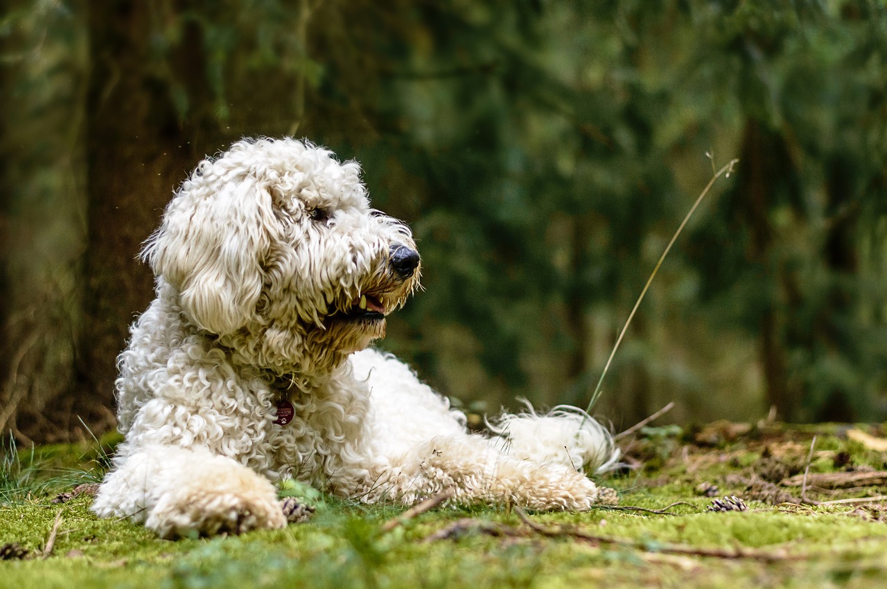 Image - golden doodle dog forest nature