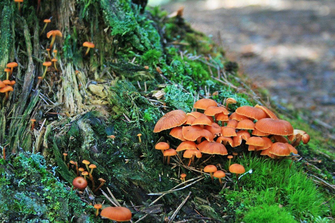 Image - mushrooms tree trunk forest brown