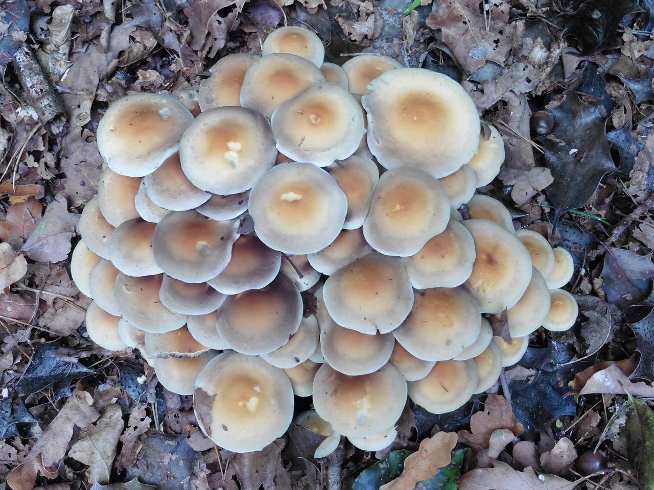 Image - mushroom nature autumn forest